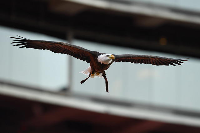 Bald eagle Spirit flies in Jordan-Hare Stadium.