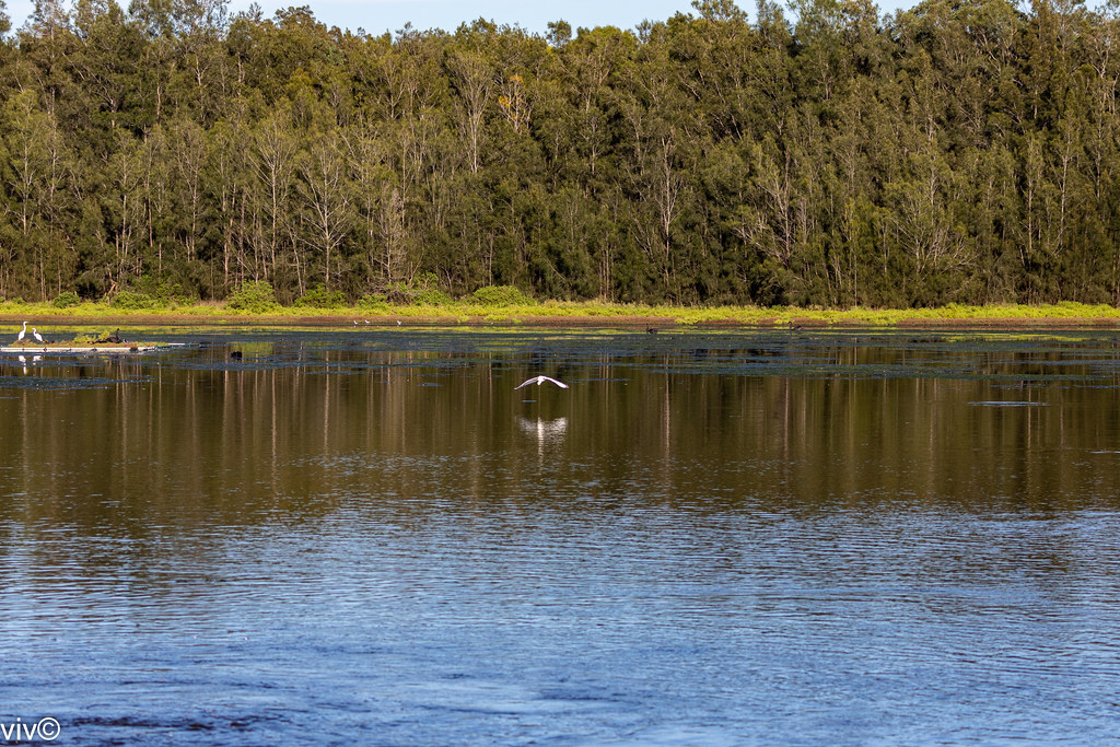 Living in harmony: A variety of birds including Egrets (one flies low over the lake), Swans, ducks and Stilts at Bicentennial Park wetlands, Homebush, New South Wales, Australia