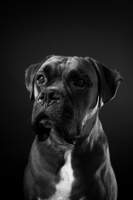 posing for the camera, fine art portrait in black & white of Archie, the full grown boxer dog.