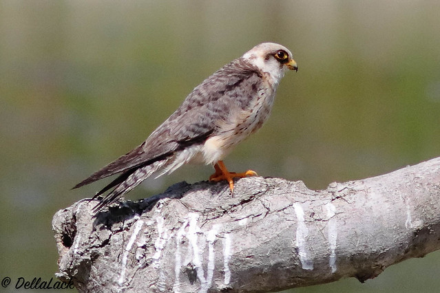 Red-footed Falcon