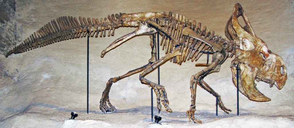 Protoceratops andrewsi (ceratopsian dinosaur) (Djadokhta F… | Flickr