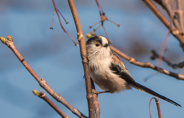 Long  -Tailed Tit