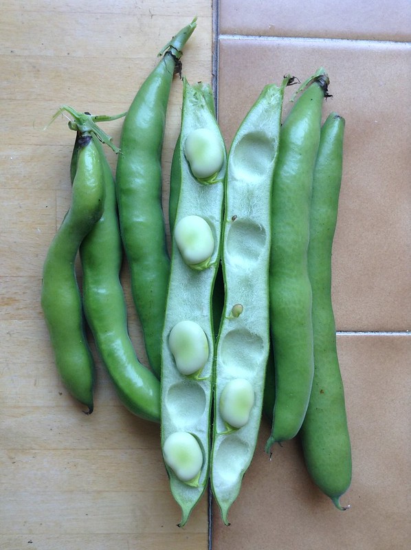 Broad Beans from the garden