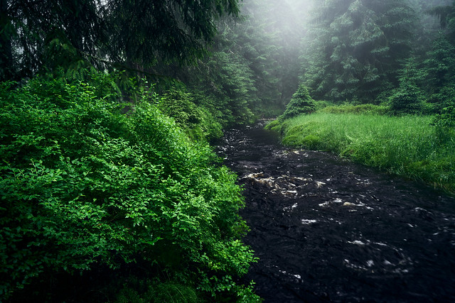 foggy forest stream