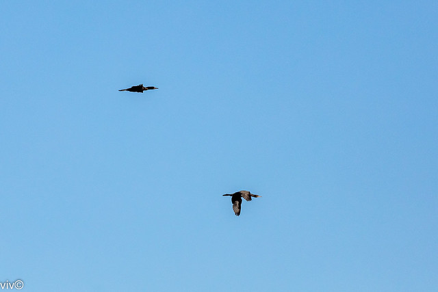 After breakfast, a pair of Little black Cormorants cruise the clear blue skies around their nest at the wetlands