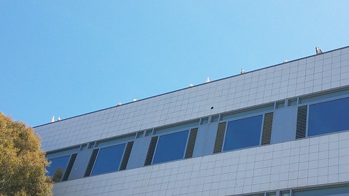 Sea Gulls on Roof Edge - Showing The Rear Ends