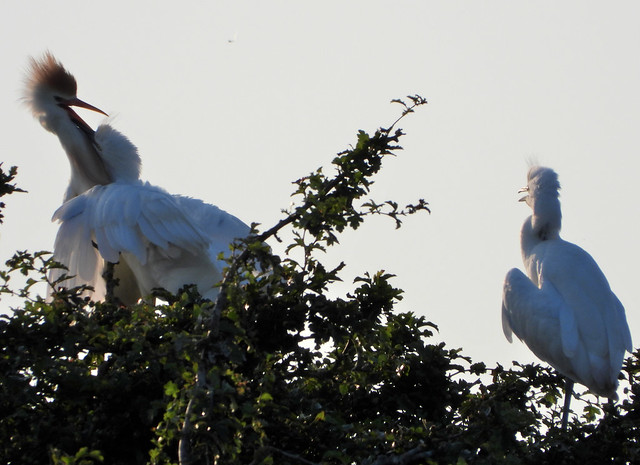 Feeding time in Cattle Egret nest.