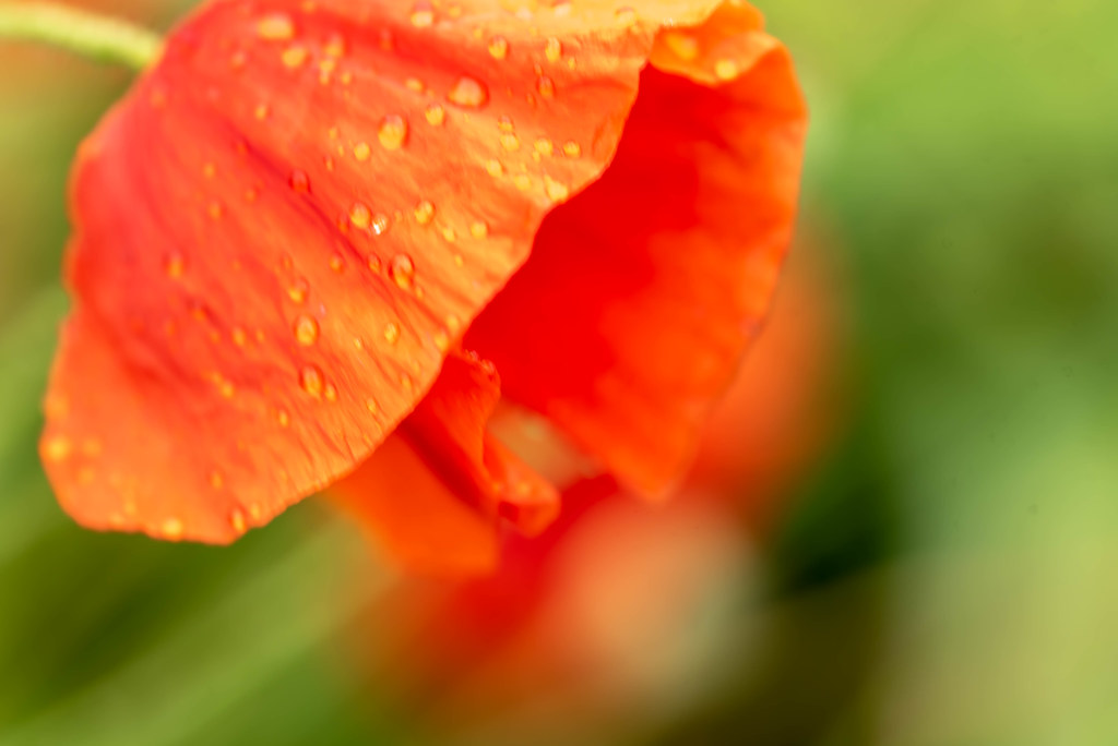 Wet Orange Poppy