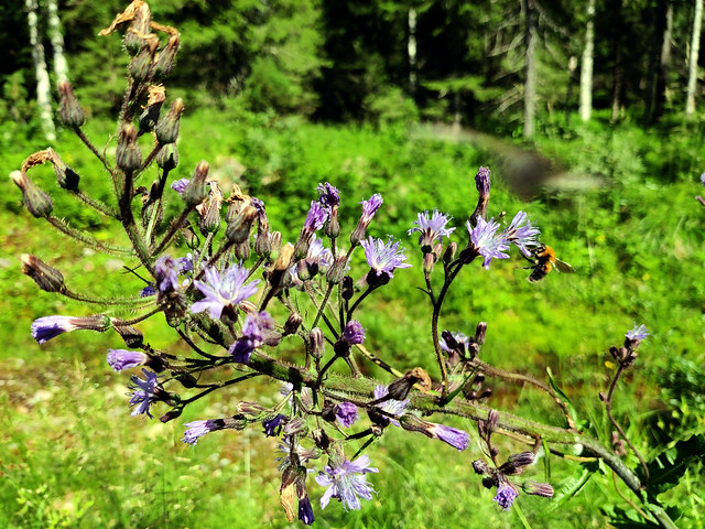 Lactuca alpina (Asteraceae) (Kuusamo, 20210712)