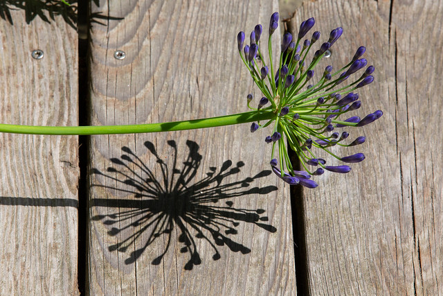 inflorescence, and its shadow