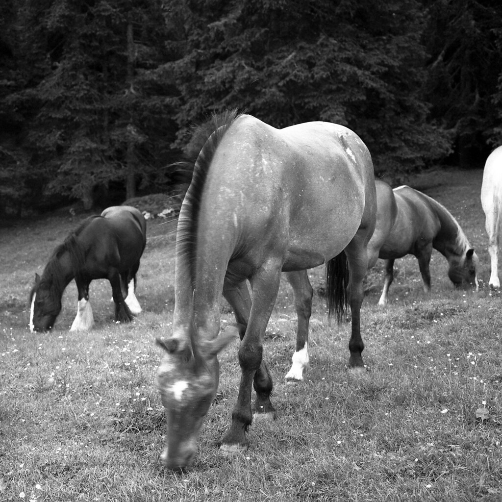 Wild horses (Covid free) - Somewhere in Dolomites -  July 2021