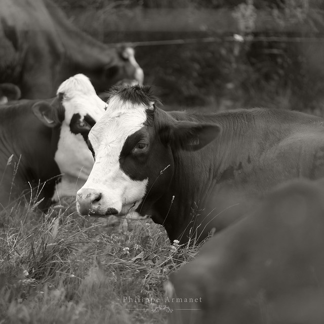Une vache pensive