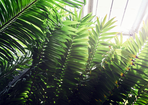 Tropical Aesthetic | Tropical plant leaves | Daniel Foster | Flickr