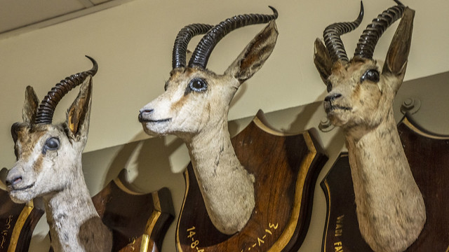 Gazelles shoulder mount taxidermy at Prince Mohamed Ali taxidermy