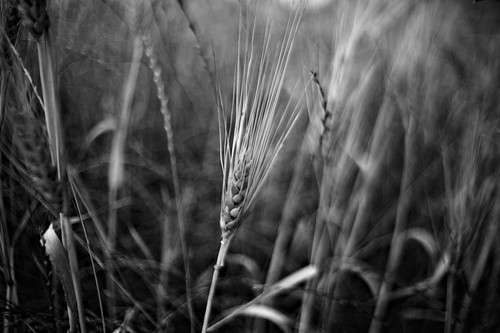 Wild Wheat | A field of wheat near the new freeway at Côte-S… | Flickr