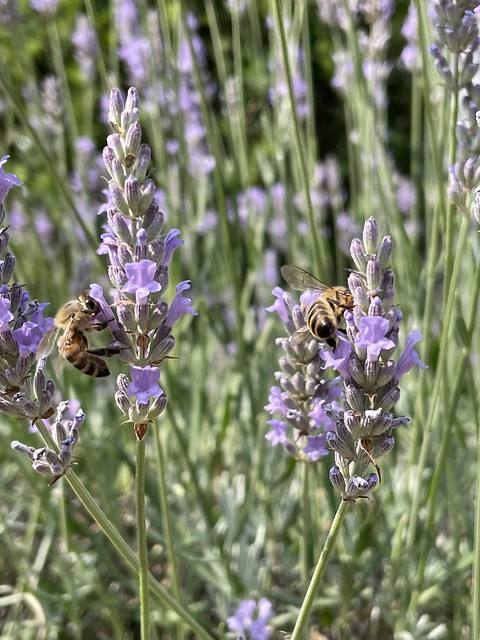 Honeybees on Lavender