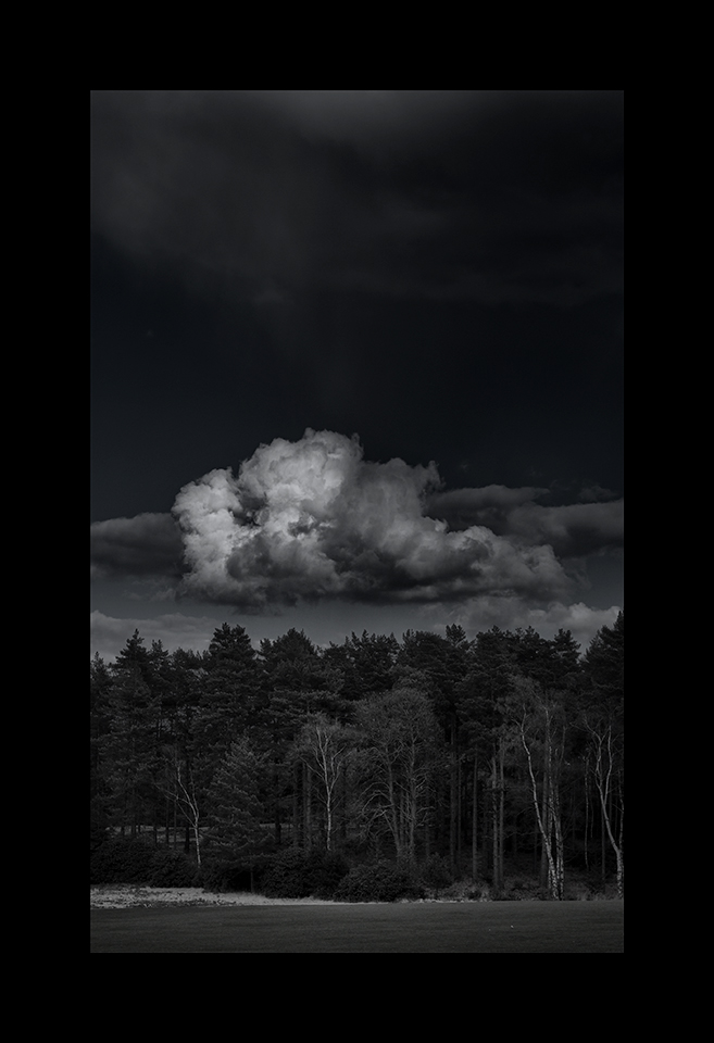 Cumulus above Trees by Nicholas M Vivian