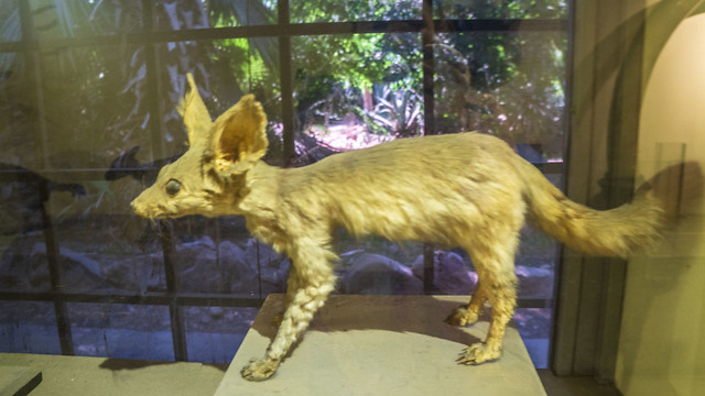 Egyptian Fennec Fox taxidermy at Prince Mohamed Ali Taxidermy Museum