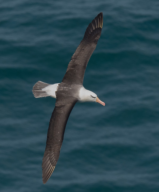 Black-browed Albatross, Bempton Cliffs RSPB, East Yorkshire. Best double click large.  DSC_2891.jpg