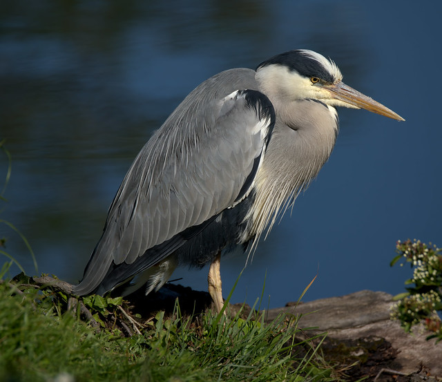 Portrait of a Heron : full view in high resolution (6K)