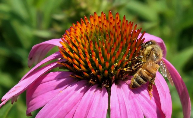 Honey Bee on Vibrant Coneflower