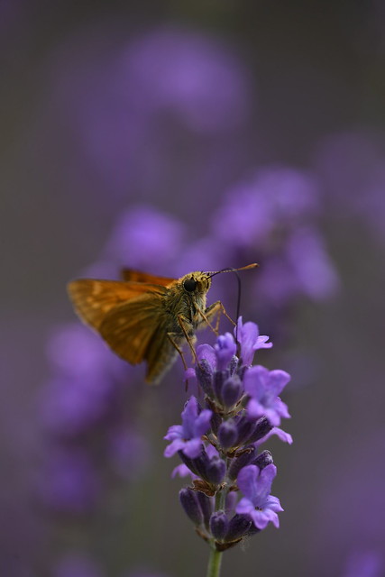 Large skipper on the lavender
