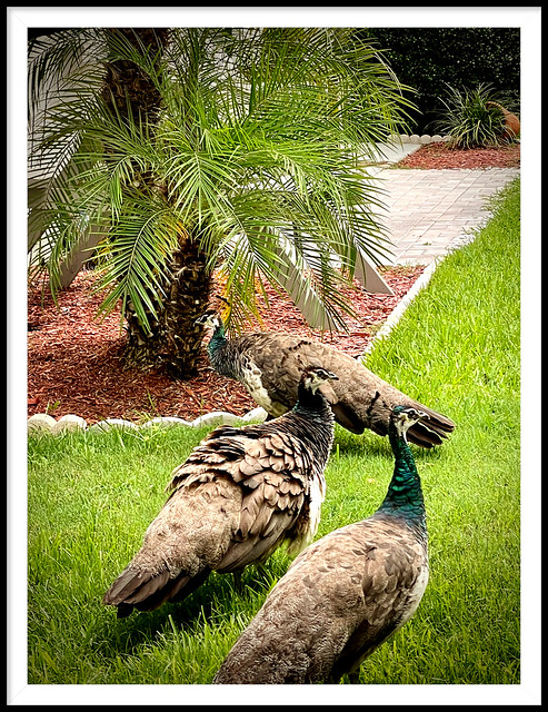 Roaming Juvenile Peacocks