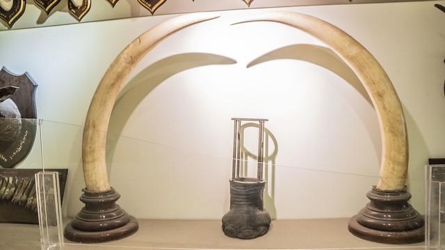 African elephant's tusks and its foot taxidermy at Mohamed Ali taxidermy museum