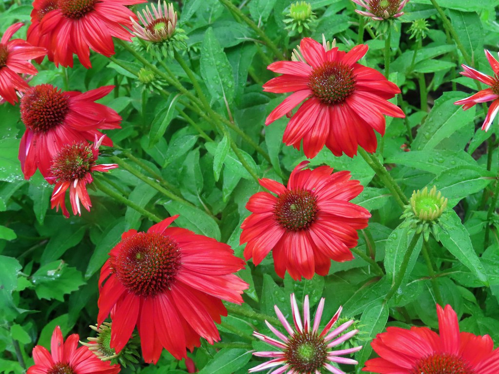 Red Red Daisy Vibrant Color