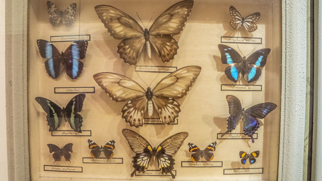 A butterflies taxidermy box at Mohamed Ali taxidermy museum