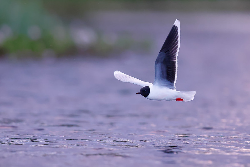 Hydrocoloeus minutus | Little Gull | dvärgmås