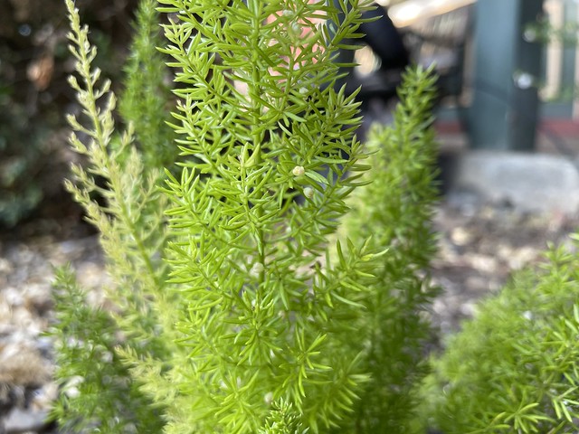 Tiny flowers of foxtail started blooming