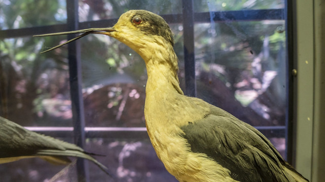 A bird taxidermy at Mohamed Ali taxidermy museum