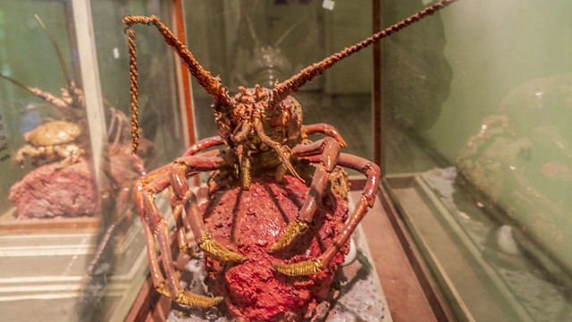 A lobster taxidermy at Mohamed Ali taxidermy museum