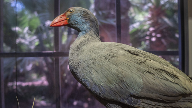 An African swamphen taxidermy at Mohamed Ali taxidermy museum