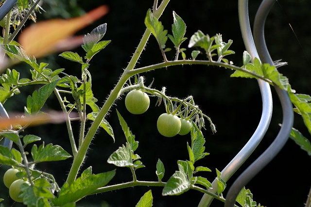 The tomatoes still need a few days | July 22, 2021 | Segeberg district - Schleswig-Holstein - Germany