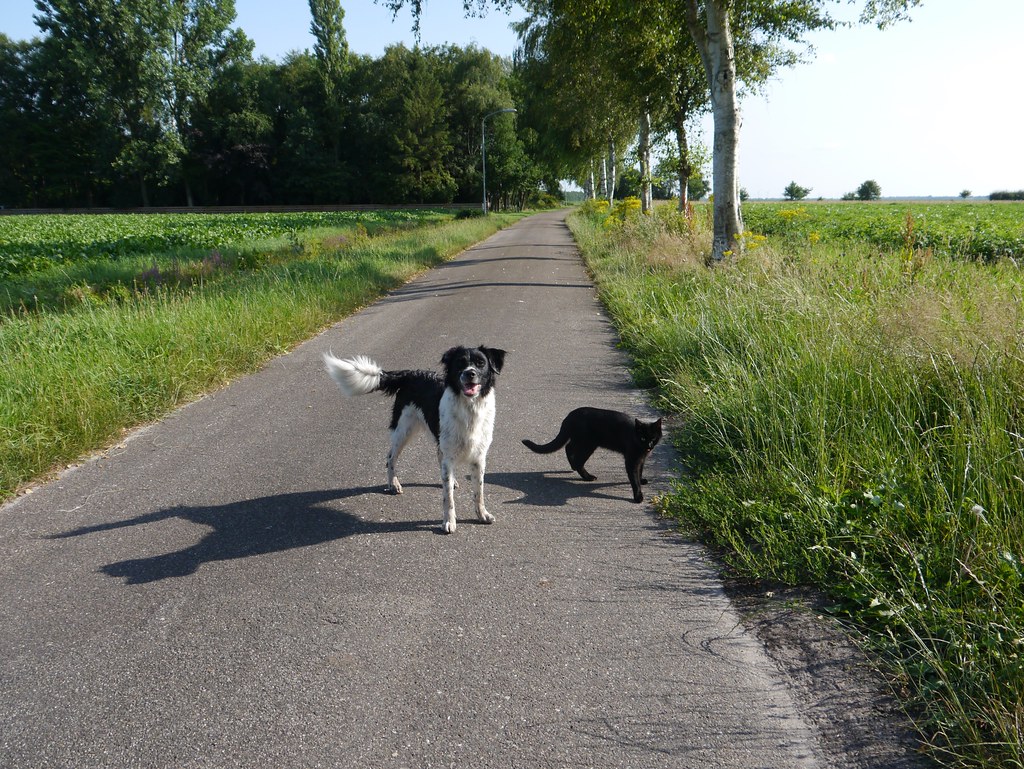 Walking a dog and a cat
