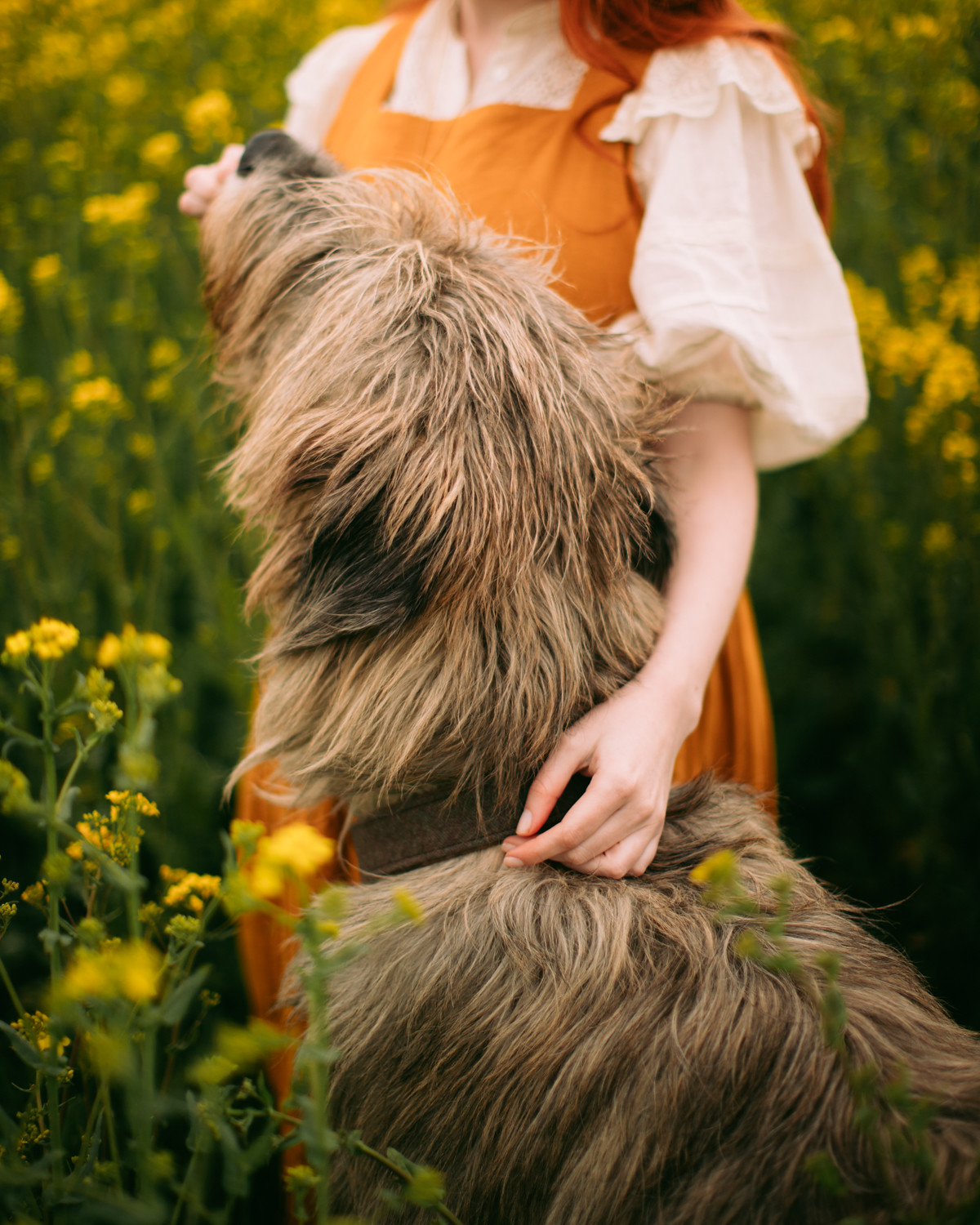 irish wolfhound, owning an irish wolfhound, cottagecore, cottagecore pets, cottagecore lifestyle, wolfhound