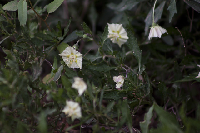 Edwards Plateau Five-Eyes, Chamaesaracha edwardsiana