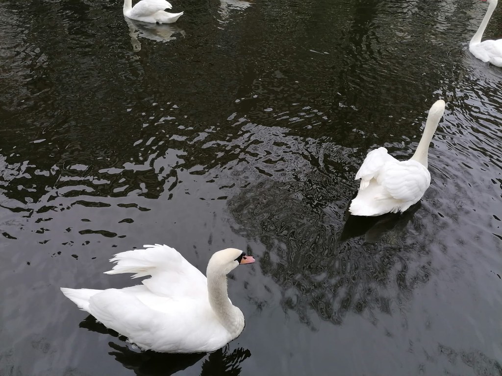 Cisnes nadando en los canales