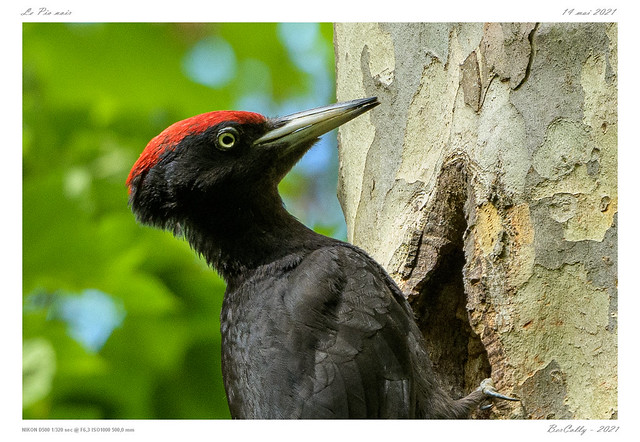 Le pic noir | Black Woodpecker