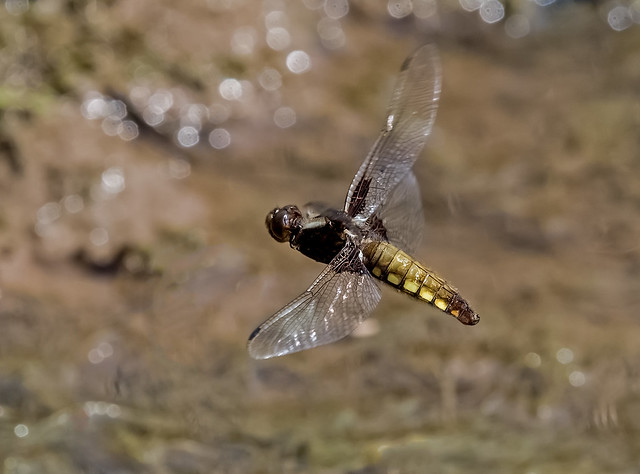 Broad-bodied-Chaser (f)