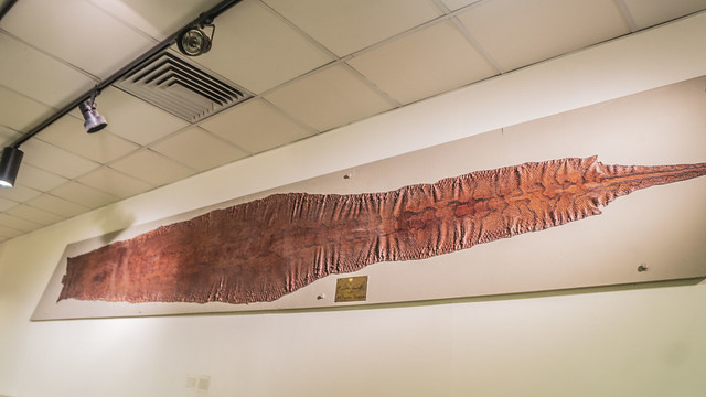 A python skin at Mohamed Ali taxidermy museum