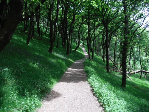 Sunny path through Macclesfield Forest SWC Walk 382 - Macclesfield Circular (via Tegg's Nose and Kerridge Hill)