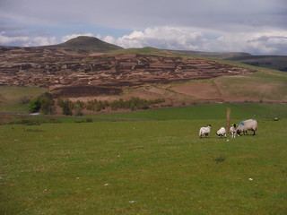 Sheep, Shutlingsloe, Mount Pleasant and Axe Edge Moor, from Cessbank Common SWC Walk 381 - Macclesfield Circular (via the Dane Valley)