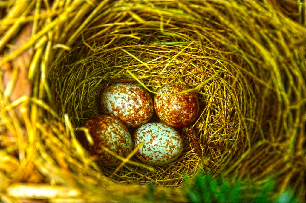 Song Sparrow Nest 3 365 Around The House Day 3 Jasamataz Flickr
