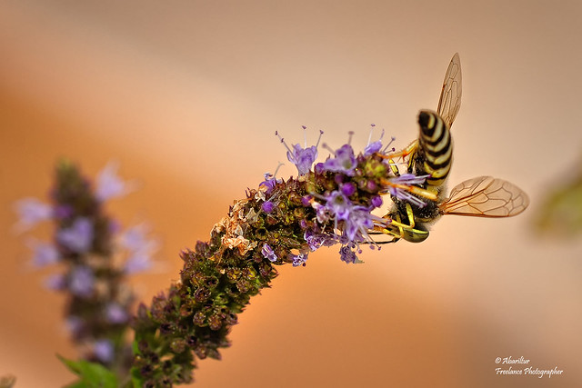 European wasp on Spearmint