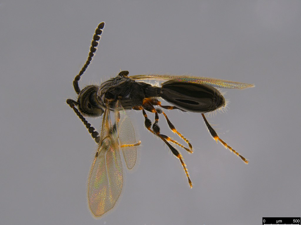14b - Diapriidae sp.