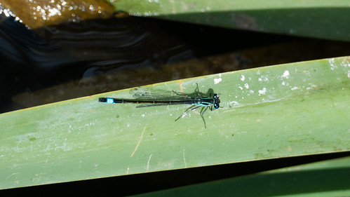 Now, something completely different: blue-tailed damselfly