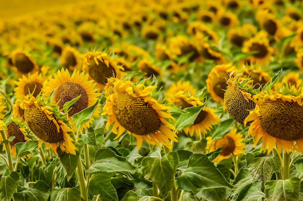 Falconara sunflowers
